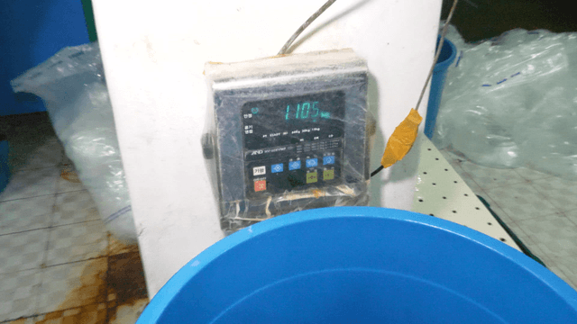 Eels in blue bucket placed on weighing scale