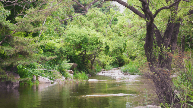A tranquil valley surrounded by lush trees