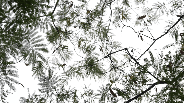 Green branches and leaves spread against the sky