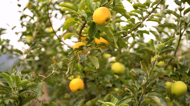 Apple tree with yellow and green apples