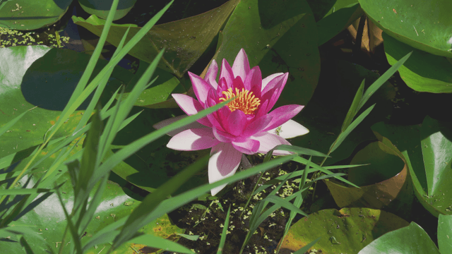Vibrant pink water lily among green leaves