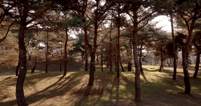 A serene forest with sunlight filtering through