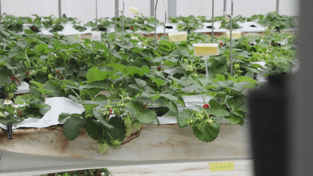 Strawberry plants growing in a greenhouse