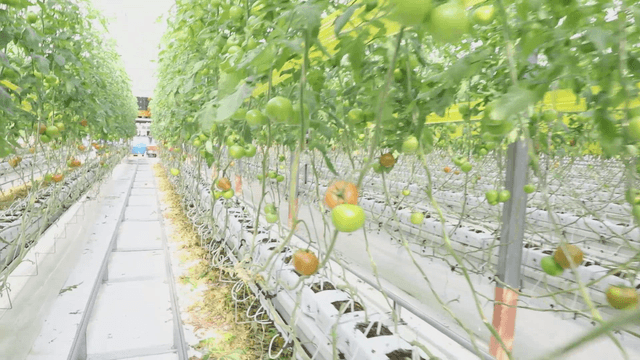 Tomato plants growing in a greenhouse