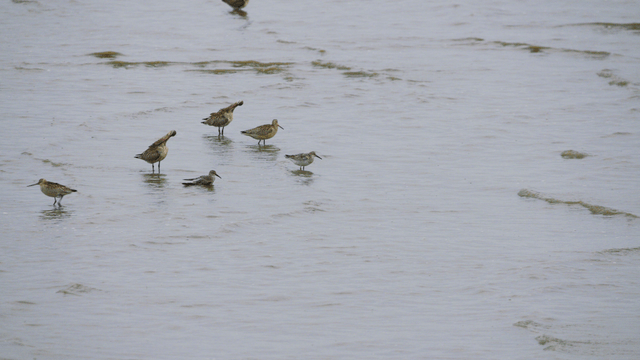 얕은 물에서 물장구치는 새들
