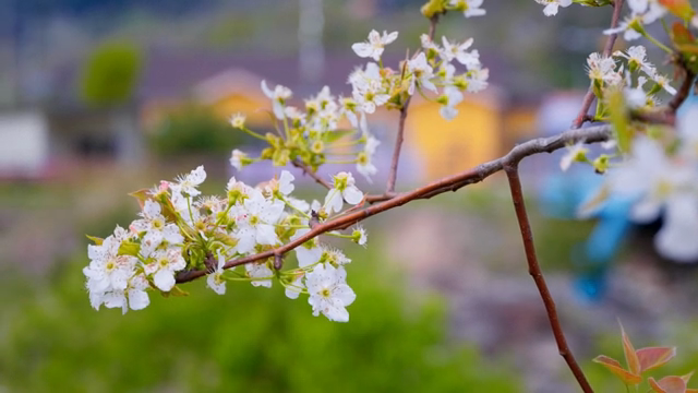 Cherry blossoms blooming on a branch