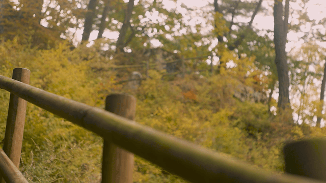 Wooden railing in a lush forest setting
