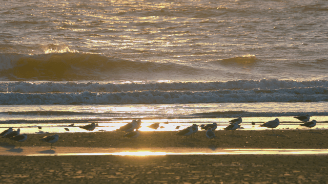 Sandpipers resting on a sunlit beach with gentle waves