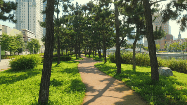Serene urban park with a tree-lined path