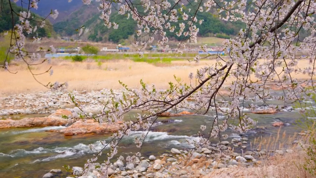Cherry blossoms by a flowing stream