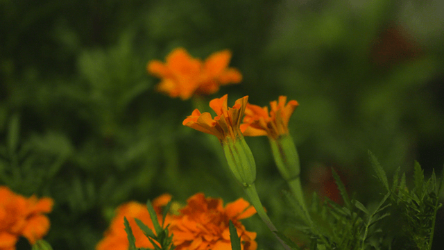Bright orange flower among green leaves
