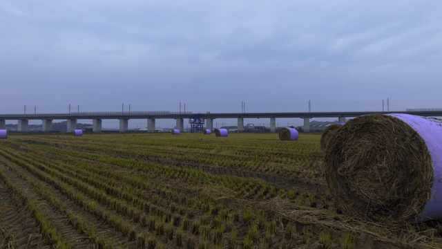 Purple hay bales in a harvested field