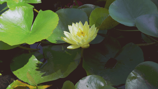 Yellow water lily blooming in a pond