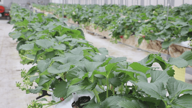 Rows of strawberry plants in a greenhouse