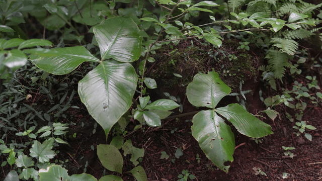Green leaves in dark forest