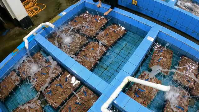 Crabs in a water tank with flowing water