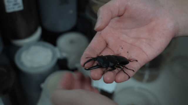 사람 손 위를 움직이는 사슴벌레