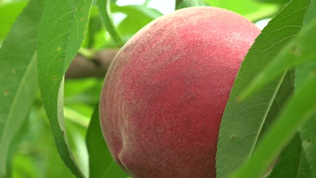 Ripe red peach fruit