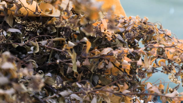 Dried leaves and flowers in focus