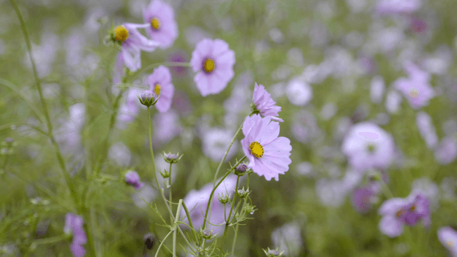 Purple flowers swaying in the breeze
