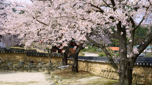 Cherry blossoms next to a traditional Korean house wall