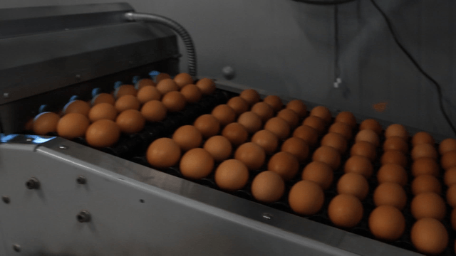 Eggs inspected for defects by worker in factory