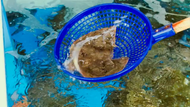 Fish being caught in a basket in a tank