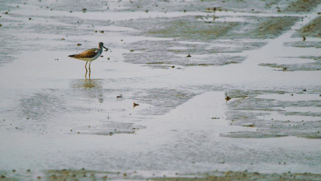 Sandpiper standing at the shallow edge of the tidal flat