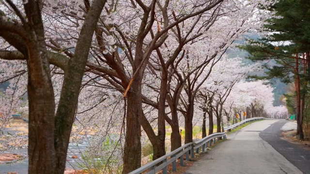 Cherry blossom trees lining a riverside path