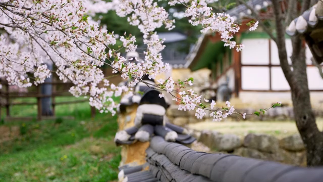 Cherry blossoms near a traditional Korean house