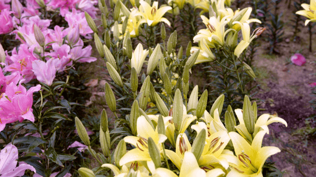 Yellow and pink lilies in a garden