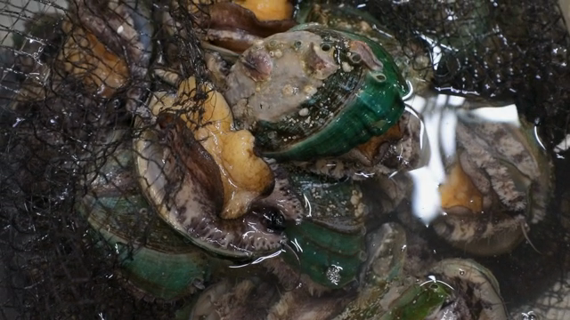 그물 안에 있는 살아있는 전복