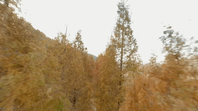 Aerial view of a forest path in autumn