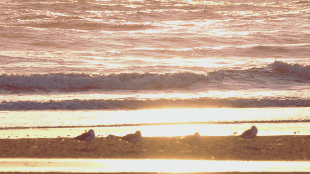 Resting sandpipers on a sunlit beach