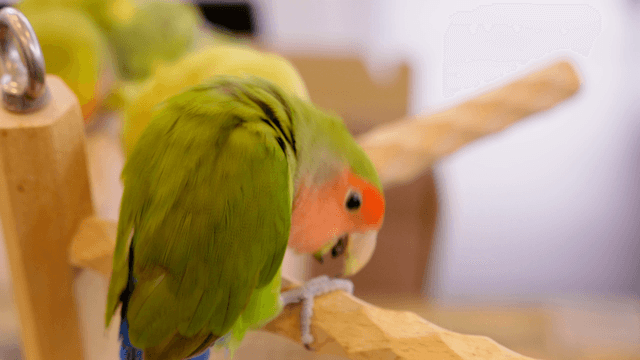 Lovebird nibbling a wooden perch