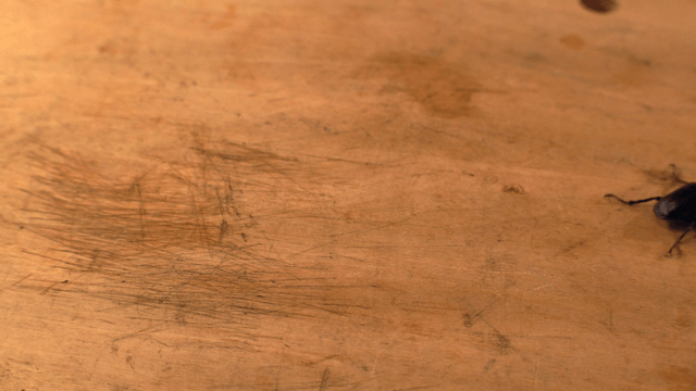 Stag beetle on a wooden surface