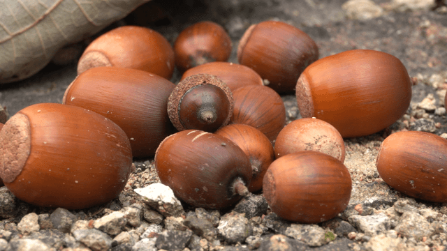 Ripe wild acorns scattered on ground