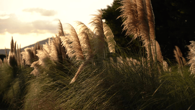 저녁 햇빛을 받으며 흔들리는 가을 억새