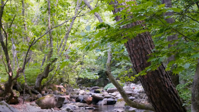 A tranquil forest with a rocky stream