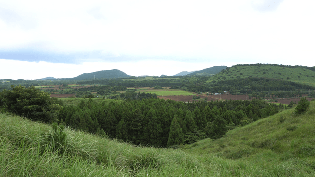 Windy green forest overlooking distant field