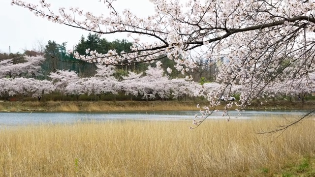 고요한 호숫가의 벚꽃