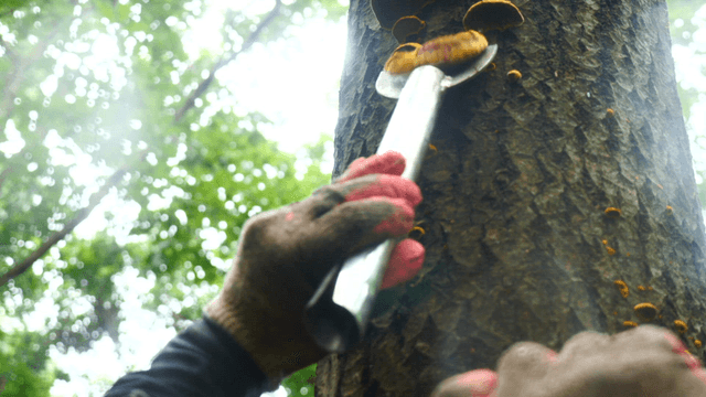 숲속 나무에서 버섯을 수확하는 모습