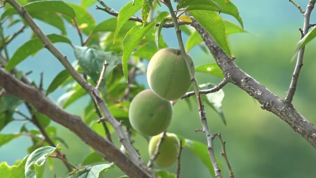 Green plums hanging on a tree branch