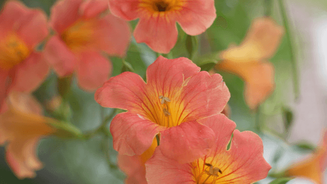 Vibrant orange flowers in full bloom