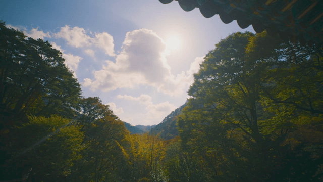 Serene forest with a clear sky