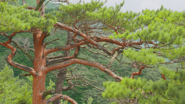 Lively forest with a striking pine tree