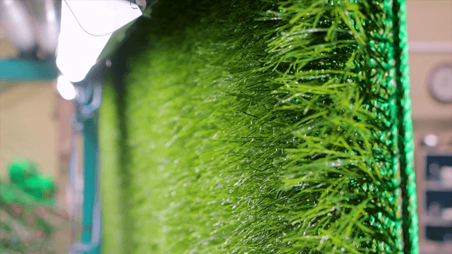 Large artificial turf being rolled up