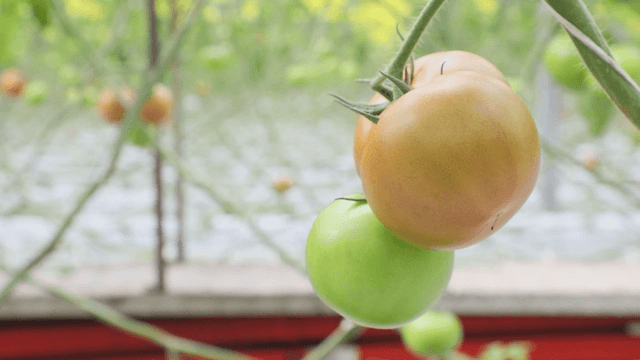 Tomatoes ripening in a greenhouse