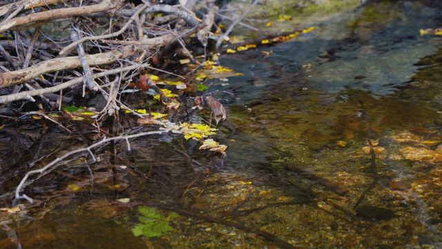 Small stream with fallen leaves
