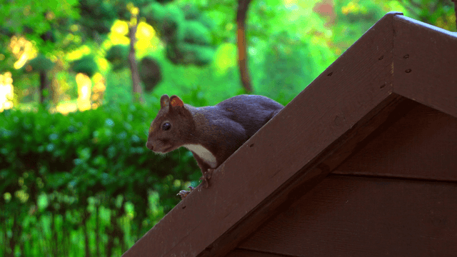 A squirrel on a wooden roof in a lush forest